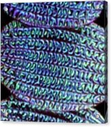 Butterfly Wing Scales #4 Acrylic Print