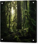 Cathedral Grove, Macmillan Provincial #4 Acrylic Print