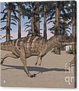Ceratosaurus Hunting In A Prehistoric #4 Acrylic Print