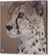 Cheetah #4 Acrylic Print