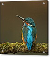 Common Kingfisher #4 Acrylic Print