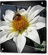 Dahlia Named Alpen Cherub #6 Acrylic Print