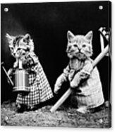 Kittens 'planting Time', C1914 Acrylic Print