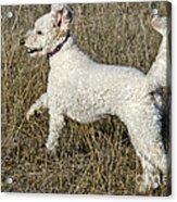 Goldendoodle Running #4 Acrylic Print
