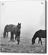 Horses Of The Fall Trio Bw Acrylic Print