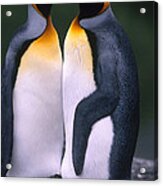 King Penguins Acrylic Print