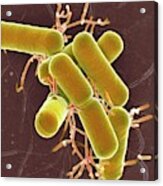 Lactobacillus Bacteria #4 Acrylic Print