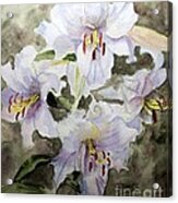 4 Lilys Of White Acrylic Print