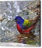 Painted Bunting #4 Acrylic Print