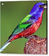 Painted Bunting #4 Acrylic Print