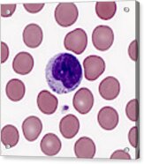 Red And White Blood Cells, Lm #3 Acrylic Print