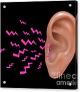Sound Entering Human Outer Ear Acrylic Print