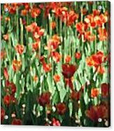 Tulips #4 Acrylic Print