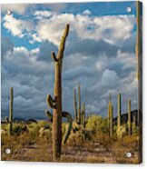 Various Cactus Plants In A Desert #4 Acrylic Print