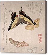 Various Moths And Butterflies #4 Acrylic Print