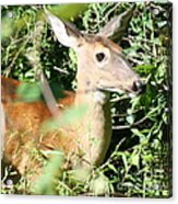 White Tailed Deer Portrait #4 Acrylic Print