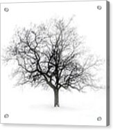 Lone Winter Tree In Fog Acrylic Print