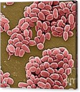 Anthrax Bacteria Sem #5 Acrylic Print