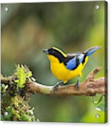 Blue-winged Mountain Tanager #5 Acrylic Print