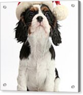 Cavalier King Charles Spaniel Puppy #5 Acrylic Print