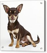 Chihuahua Dog #11 Acrylic Print