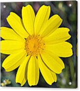 Crown Daisy Flower #4 Acrylic Print