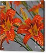 Day Lilly Acrylic Print