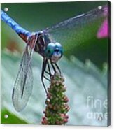 Dragonfly Blue Dasher #1 Acrylic Print