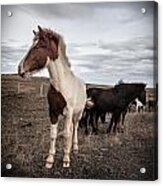 Icelandic Ponies #6 Acrylic Print