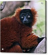 Red Ruffed Lemur #5 Acrylic Print