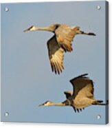 Sandhill Cranes (grus Canadensis #5 Acrylic Print