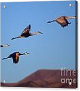 Sandhill Cranes #5 Acrylic Print