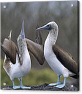 Blue-footed Boobies Courting Galapagos #6 Acrylic Print