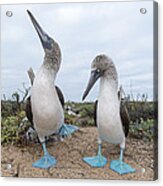 Blue-footed Booby Courtship Dance #6 Acrylic Print