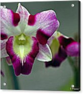 Cattleya Orchid #6 Acrylic Print