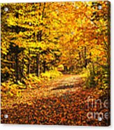 Fall Forest Acrylic Print