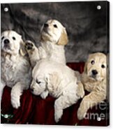 Festive Puppies #6 Acrylic Print