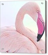 Flamingo #6 Acrylic Print
