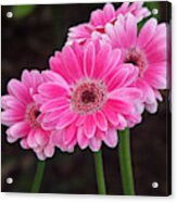 Gerbera Daisy Gerbera Jamesonii #6 Acrylic Print