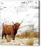 Highland Cow Acrylic Print