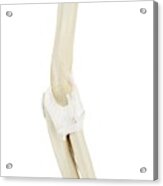 Human Elbow Joint #6 Acrylic Print