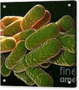 Legionella Pneumophila Bacteria #6 Acrylic Print