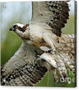 Osprey Catching Trout #6 Acrylic Print