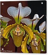 Paphiopedilum Orchid #6 Acrylic Print