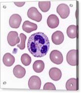 Red And White Blood Cells, Lm #5 Acrylic Print