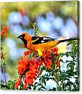 Spot-breasted Oriole #6 Acrylic Print