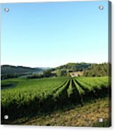 Vineyards In The Willamette Valley #6 Acrylic Print
