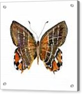 60 Euselasia Butterfly Acrylic Print
