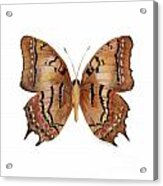 62 Galaxia Butterfly Acrylic Print