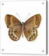 64 Woodland Brown Butterfly Acrylic Print